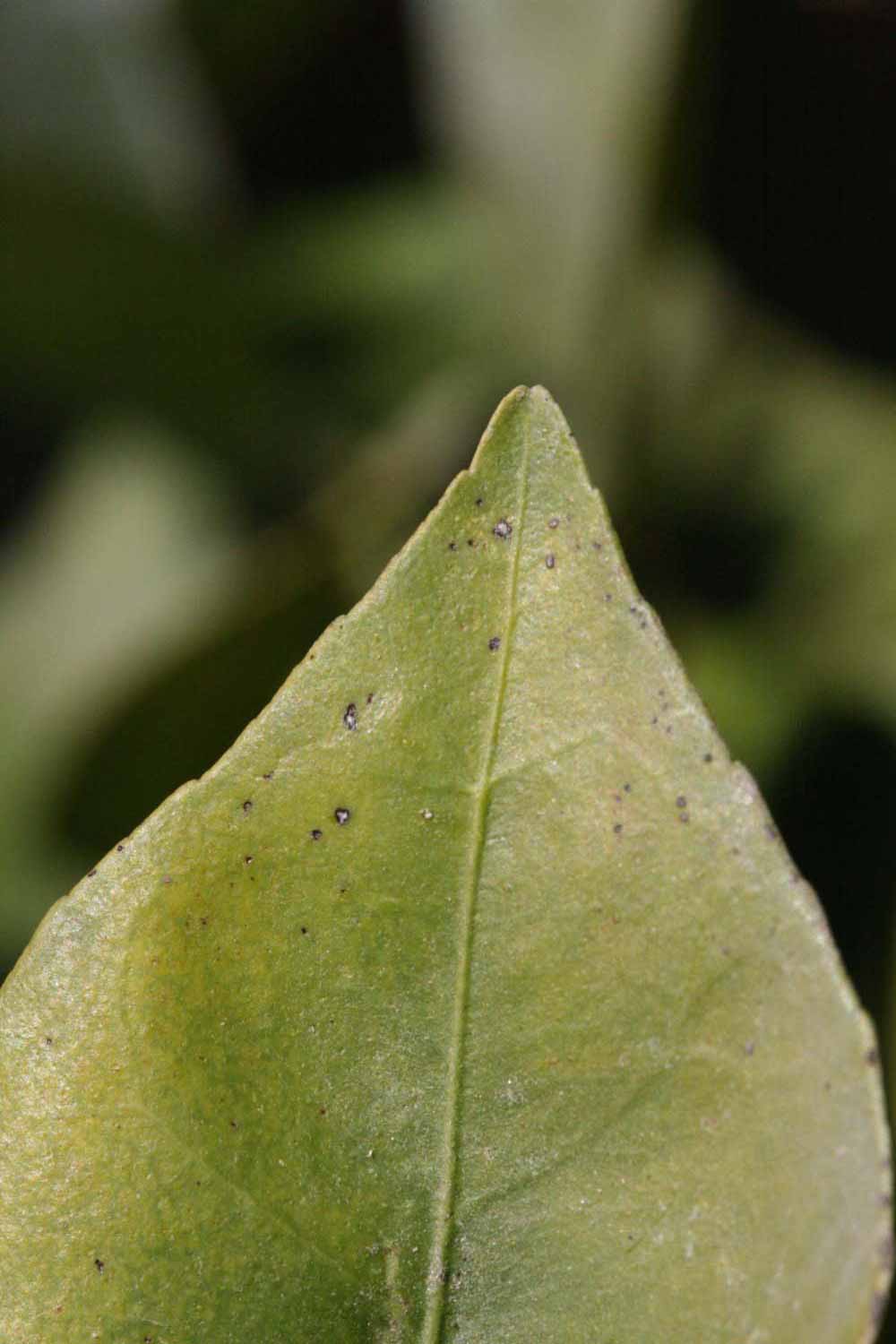              Margin (Riverside, CA)       